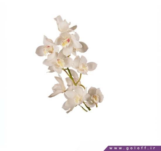 گل ارکیده سیمبیدیوم ارلی وایت - Cymbidium Orchid | گل آف